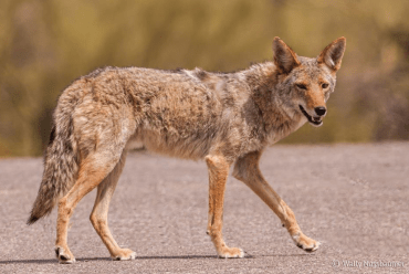 screen shot 2019-01-09 at 4.01.54 pm